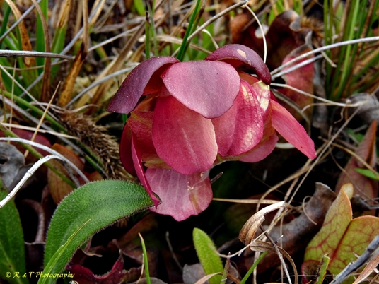 {Sarracenia rosea}